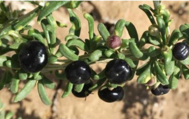 女吃黑枸杞淡斑抗皺，男吃黑枸杞提高性功能！